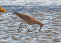 Numenius phaeopus